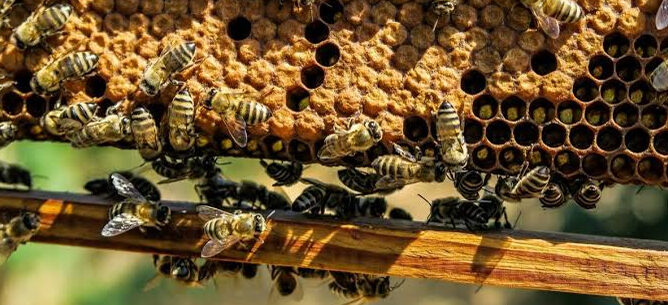 nformation aux arboriculteurs et apiculteurs des Mées